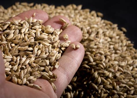 american two row malt|difference between pilsner and pale malt.